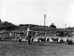 Water Prints: An old shepherd watering his sheep Sussex England