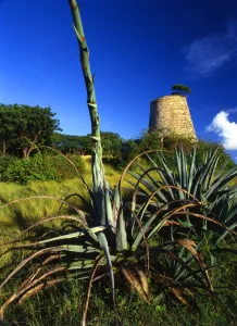 Old sugar mill on the island of Antigua [West Indies]