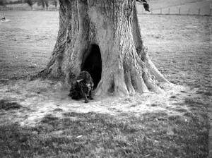 Old tree in Penshurst, Kent provides a kennel for the dog. 1933