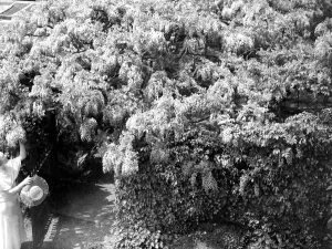 Old Wisteria, Eddlemann at Chislehurst, Kent. 1934