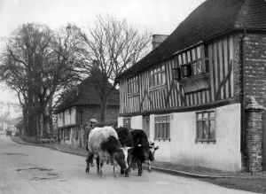 The old world village of Pevensey in Sussex. and its historic houses. There is a
