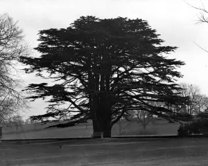 The oldest cedar. It is claimed that this magnificent old cedar tree which stands The oldest cedar. It is claimed that this magnificent old cedar tree which stands
