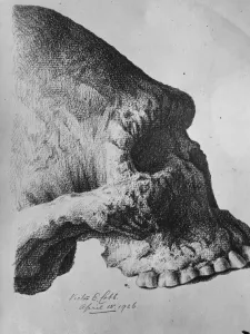 The oldest known skull in the direct line of human ascent. The skull of the aborigine