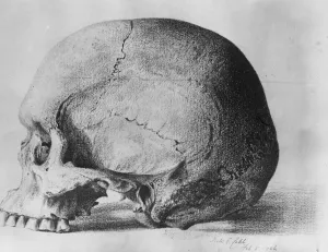 The oldest known skull in the direct line of human ascent. The skull of the prehistoric