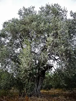 Olive trees growing in southern Cyprus credit: Marie-Louise Avery / thePictureKitchen