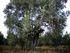 Orchard Prints: Olive trees growing in southern Cyprus credit: Marie-Louise Avery / thePictureKitchen