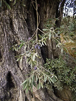 Olive Collection: Olives growing on old olive trees in southern Cyprus credit: Marie-Louise Avery