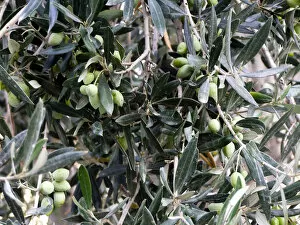 Olive Collection: Olives ripening on tree in southern Cyprus credit: Marie-Louise Avery / thePictureKitchen