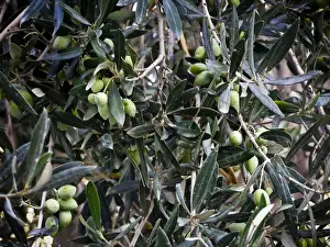 Olives ripening on tree in southern Cyprus credit: Marie-Louise Avery / thePictureKitchen