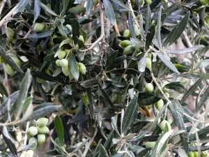Olives ripening on tree in southern Cyprus credit: Marie-Louise Avery / thePictureKitchen