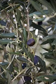 Olive Collection: Olives ripening on trees in southern Cyprus credit: Marie-Louise Avery / thePictureKitchen