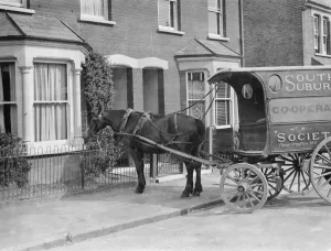 Co - op cart horse eating a bush. 1937
