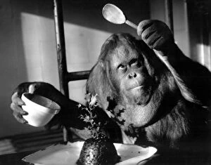 Animal Collection: Orang-utang - or Orangutan - makes Christmas pudding