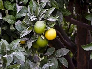Fruits Collection: Oranges ripening on the trees in southern Cyprus. credit: Marie-Louise Avery /