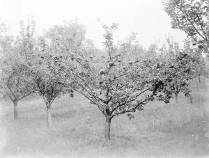 Fruit Prints: Orchard. 1935