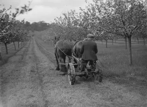 Team Prints: Orchard grass cutting. 1935