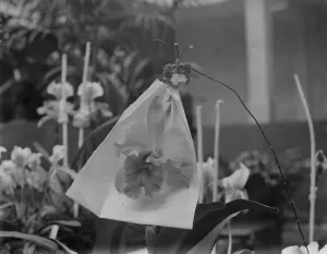 Orchid perfections, shown at the Royal Horticultural Hall, Vincent square