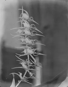 Orchid perfections, shown at the Royal Horticultural Hall, Vincent square. A