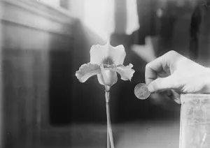 Hand Prints: Orchid star at horticultural show Huge Cypripedium wins special diploma. It is