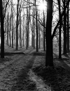 Wood Prints: Otford in Kent. Cricket bat willows trees