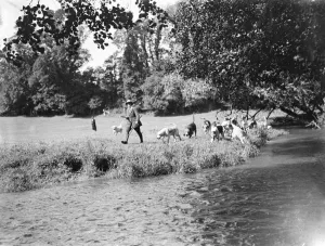 Hunting Prints: Otter hunt on the banks of the River Darent. 1939