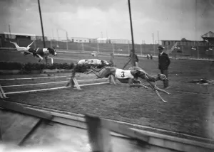 Dog Race Races Prints: Well over. A fine action picture taken during the training exercises at the Harringay Course