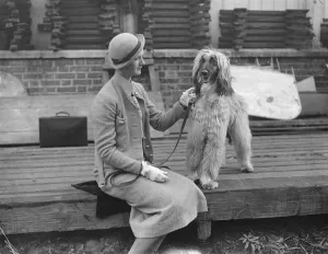 Breed Prints: The owner of an Afghan Hound, getting ready for The Kennel Club show at the Crystal Palace