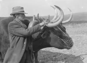 Animal Prints: Oxen on a farm in Sussex The age of the beast is ascertained by the number of rings
