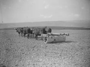 Rural Prints: Oxen on a farm in Sussex A span of 6 oxen with the roller at Exeat New Barn Farm