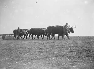 Farming Collection: Oxen at work on the land in Sussex Exeat new barn farm, Seaford 12 August 1923