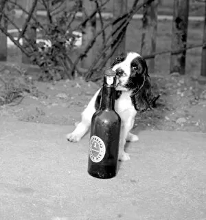 A Dog's Life Collection: Give Me Pale Ale anytime. April 1958