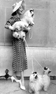 1950s Collection: Paris dog show becomes fashion show 10th July 1954