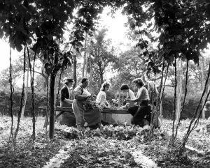 1950s Prints: A party of hop pickers on a farm near the village of Paddock Wood in Kent. 9th September