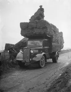 Workmen Prints: Pattullo Higgs and Co Ltd workers load hay bales onto their company Bedford truck