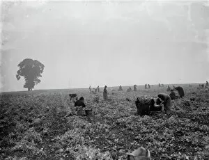 Rural Life Collection: Pea picking in Swanley. 1936