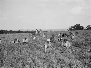 Pea picking in Swanscombe. 6 July 1937