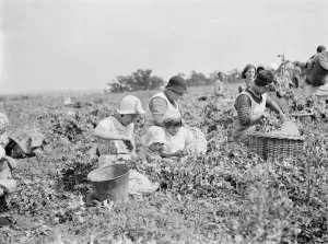 Pea picking in Swanscombe. 6 July 1937
