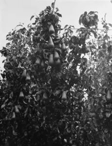 Pear trees at the East Malling Research Station open day in Kent. 1938