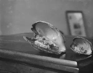 Pearls Prints: Pearl Cultivation 6 May 1921