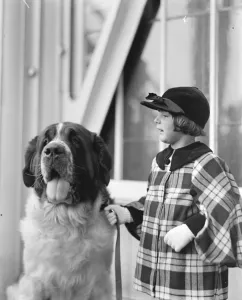 Animal Prints: The Pearl and the girl. St Sebastian Pearl, a fine St Bernard, photographed
