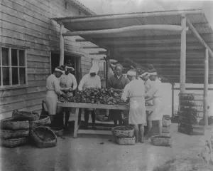 Pearls by Massed Production A scene on Mr Mikimotos pearl cultivation station