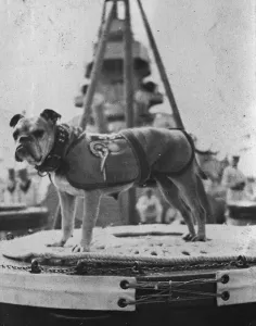 Peggy the pet of HMS Iron Duke. 22 September 1920 20 May 1920