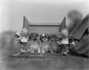 Pekin Palace dog show at Ranelagh. A litter of puppies with their be ribboned guardians