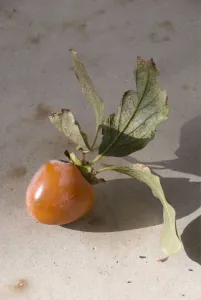 Persimmons freshly picked from the tree in southern Cyprus. credit: Marie-Louise