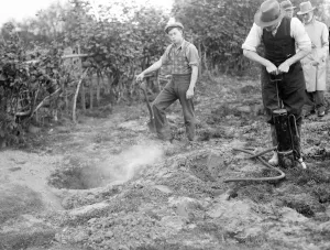 A pest controller injects Cyanogas into rabbit burrows. 1936