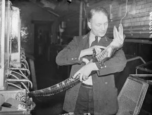 Peter, the alligator, likes being cuddled! Peter, six-year-old London zoo alligator