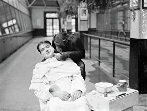 Press Photography Collection: Peter, zoo chimp, gives his keeper a close shave! Keeper Harry Browns daily