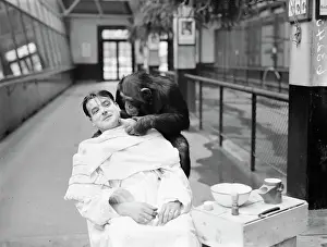 Animal Prints: Peter, zoo chimp, gives his keeper a close shave! Keeper Harry Browns daily