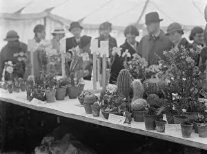 Plants Collection: The Petts Wood fete flower show in Kent. 1936