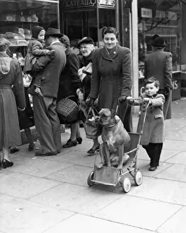 Coat Collection: Philip and his mother take their boxer out shopping in the High Street in Sidcup, Kent